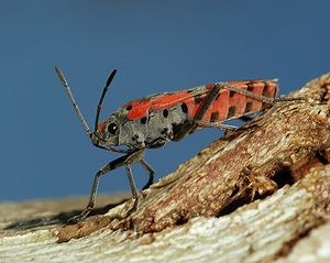 A ground bug (Lygaeus equestris)